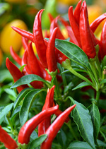 Chilli Plant and Cultivation