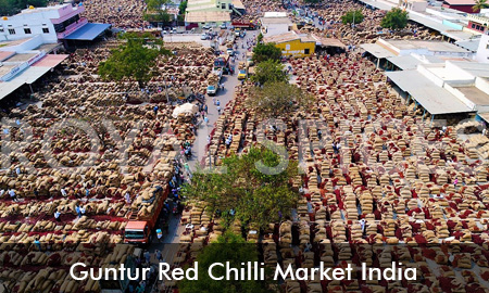 Guntur Red Chilli Market India