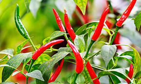 Indian Red Chilli Crop