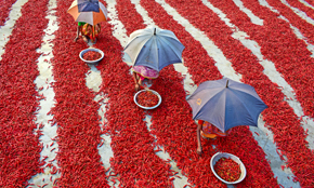 Red Chilli Processing