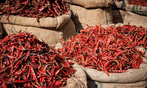 Red Chilli Production